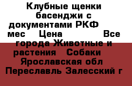 Клубные щенки басенджи с документами РКФ - 2,5 мес. › Цена ­ 20 000 - Все города Животные и растения » Собаки   . Ярославская обл.,Переславль-Залесский г.